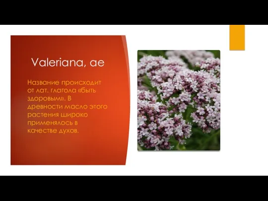 Valeriana, ae Название происходит от лат. глагола «быть здоровым». В древности