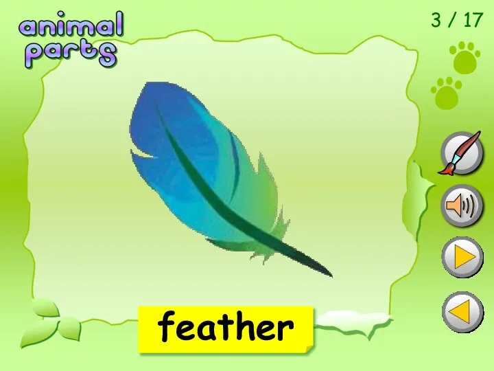 3 / 17 feather