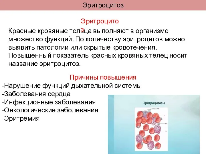 Эритроцитоз Красные кровяные тельца выполняют в организме множество функций. По количеству