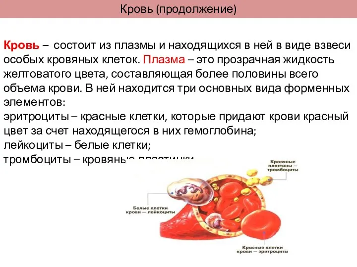 Кровь (продолжение) Кровь – состоит из плазмы и находящихся в ней