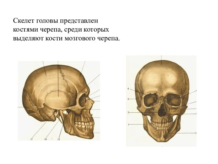 Скелет головы представлен костями черепа, среди которых выделяют кости мозгового черепа.