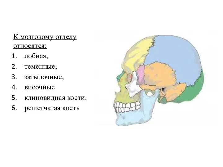 К мозговому отделу относятся: лобная, теменные, затылочные, височные клиновидная кости. решетчатая кость