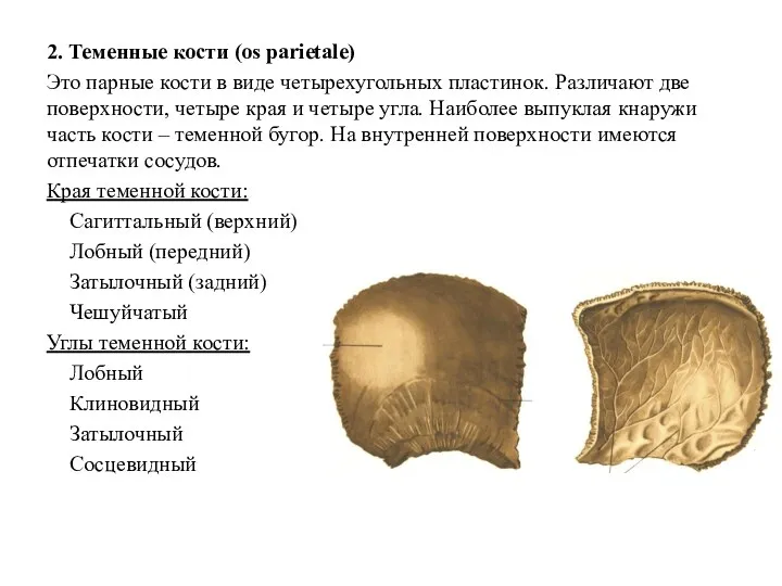 2. Теменные кости (os parietale) Это парные кости в виде четырехугольных