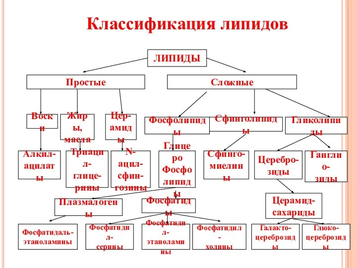 Классификация липидов ЛИПИДЫ Простые Сложные Воски Алкил- ацилаты Жиры, масла Триацил-