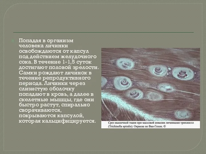 Попадая в организм человека личинки освобождаются от капсул под действием желудочного