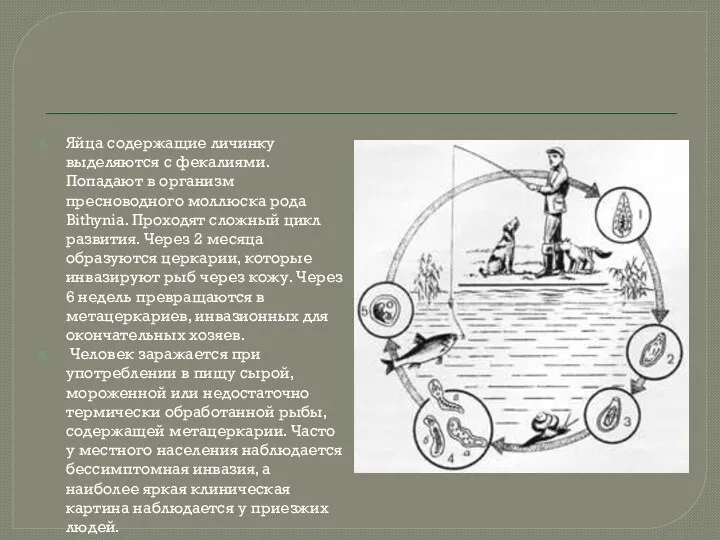 Яйца содержащие личинку выделяются с фекалиями. Попадают в организм пресноводного моллюска