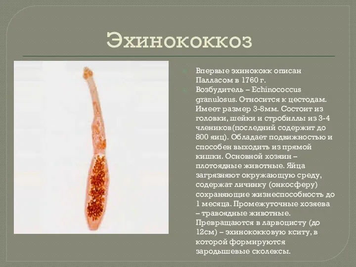 Эхинококкоз Впервые эхинококк описан Палласом в 1760 г. Возбудитель – Echinococcus