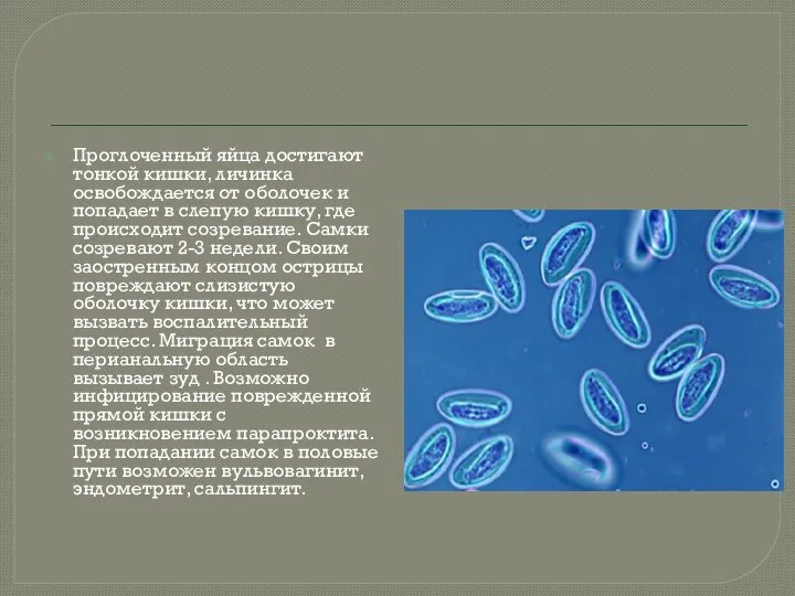 Проглоченный яйца достигают тонкой кишки, личинка освобождается от оболочек и попадает