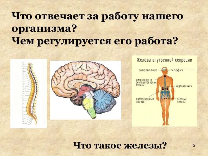 Что отвечает за работу нашего организма? Чем регулируется его работа? Что такое железы?