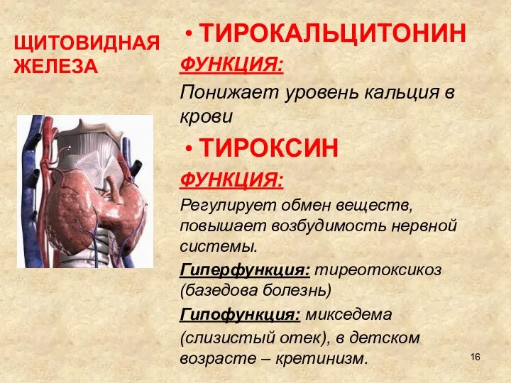 ЩИТОВИДНАЯ ЖЕЛЕЗА ТИРОКАЛЬЦИТОНИН ФУНКЦИЯ: Понижает уровень кальция в крови ТИРОКСИН ФУНКЦИЯ: