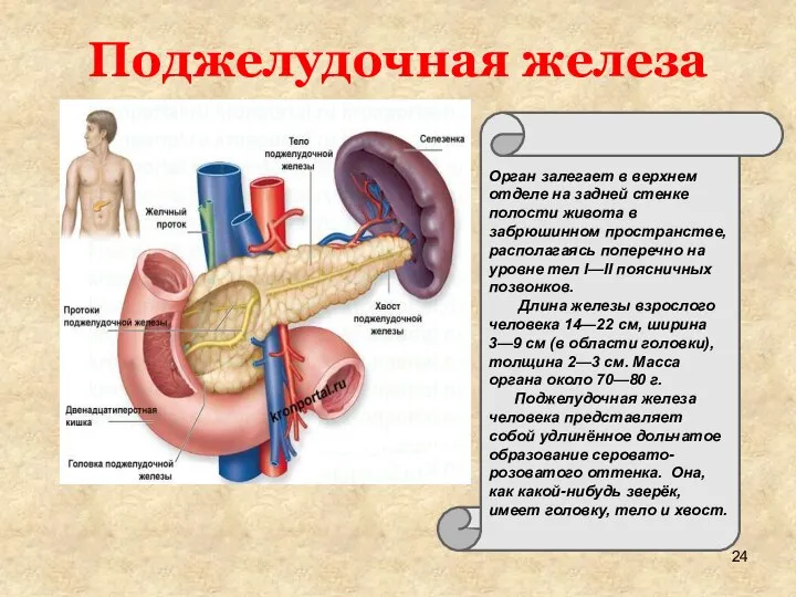 Орган залегает в верхнем отделе на задней стенке полости живота в