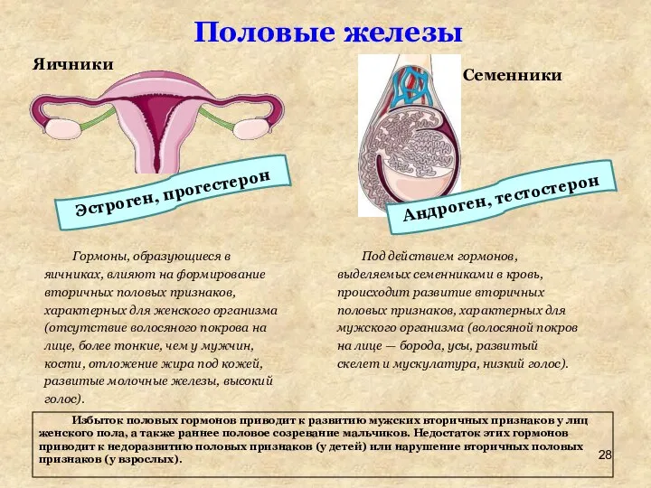 Половые железы Яичники Гормоны, образующиеся в яичниках, влияют на формирование вторичных