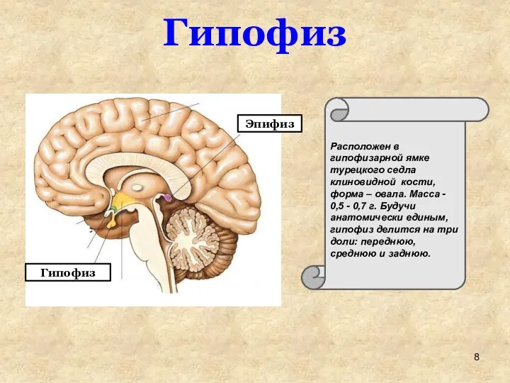 Эпифиз Гипофиз Расположен в гипофизарной ямке турецкого седла клиновидной кости, форма