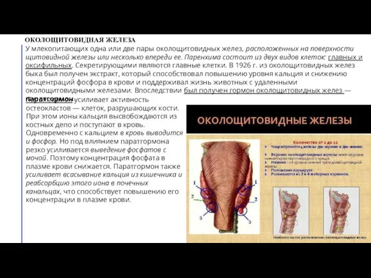 ОКОЛОЩИТОВИДНАЯ ЖЕЛЕЗА У млекопитающих одна или две пары околощитовидных желез, расположенных