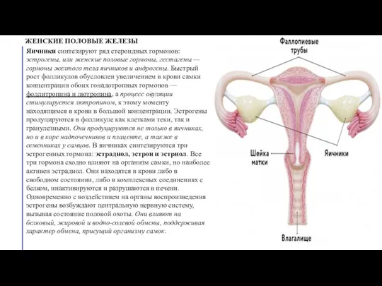 ЖЕНСКИЕ ПОЛОВЫЕ ЖЕЛЕЗЫ Яичники синтезируют ряд стероидных гормонов: эстрогены, или женские