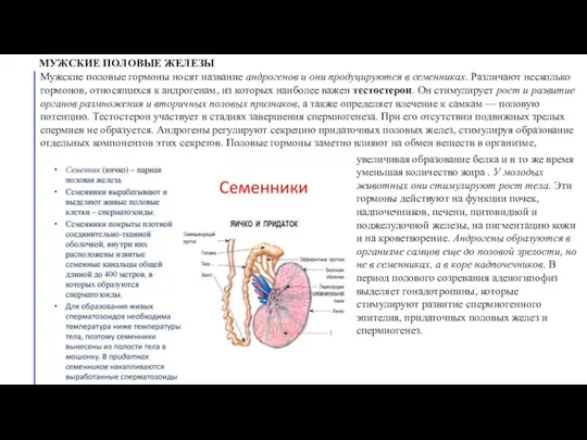 МУЖСКИЕ ПОЛОВЫЕ ЖЕЛЕЗЫ Мужские половые гормоны носят название андрогенов и они