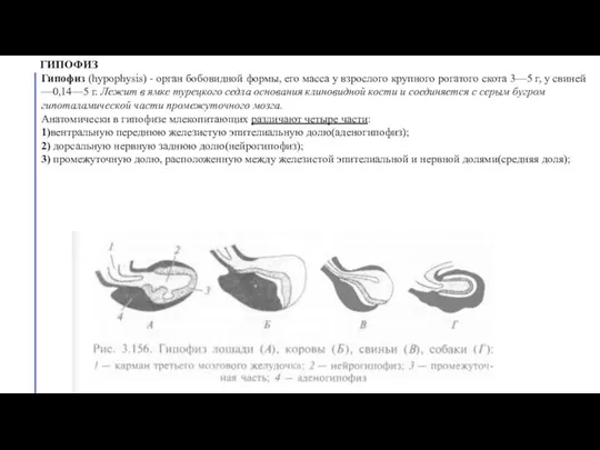 ГИПОФИЗ Гипофиз (hypophysis) - орган бобовидной формы, его масса у взрослого