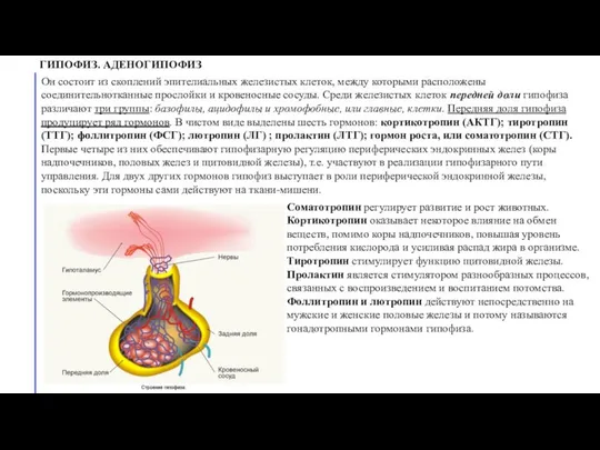 ГИПОФИЗ. АДЕНОГИПОФИЗ Он состоит из скоплений эпителиальных железистых клеток, между которыми