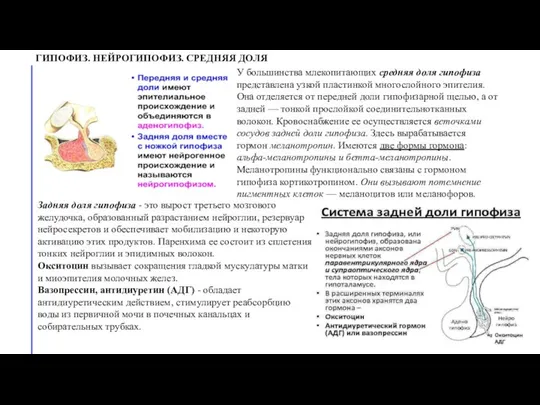 ГИПОФИЗ. НЕЙРОГИПОФИЗ. СРЕДНЯЯ ДОЛЯ У большинства млекопитающих средняя доля гипофиза представлена