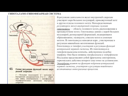 ГИПОТАЛАМО-ГИПОФИЗАРНАЯ СИСТЕМА В регуляции деятельности желез внутренней секреции участвуют кора больших