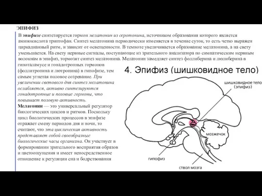 ЭПИФИЗ В эпифизе синтезируется гормон мелатонин из серотонина, источником образования которого