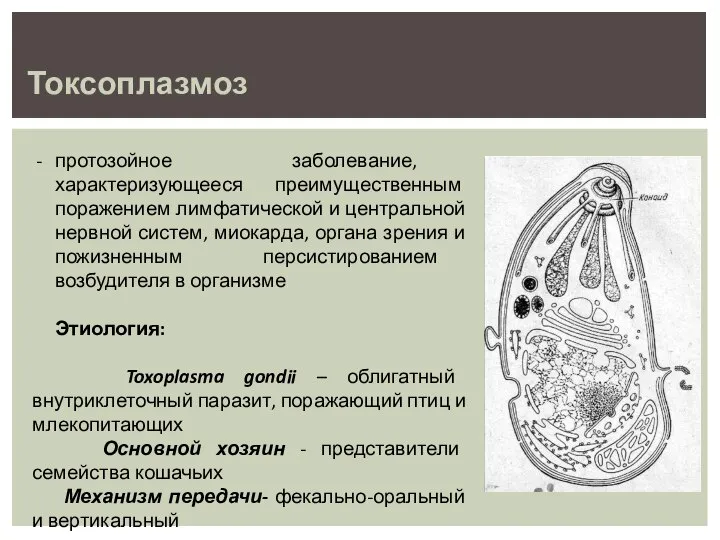 Токсоплазмоз протозойное заболевание, характеризующееся преимущественным поражением лимфатической и центральной нервной систем,