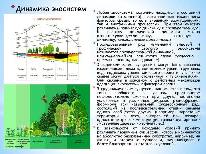 Динамика экосистем Любая экосистема постоянно находится в состоянии динамики (изменений), вызванной