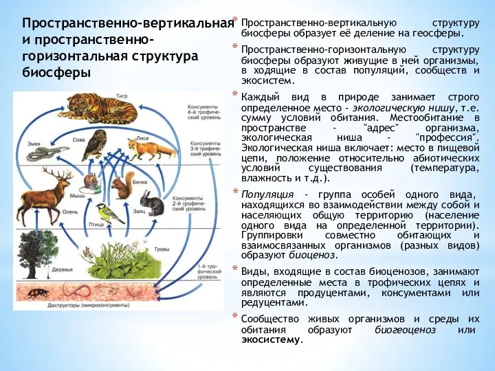 Пространственно-вертикальная и пространственно-горизонтальная структура биосферы Пространственно-вертикальную структуру биосферы образует её деление