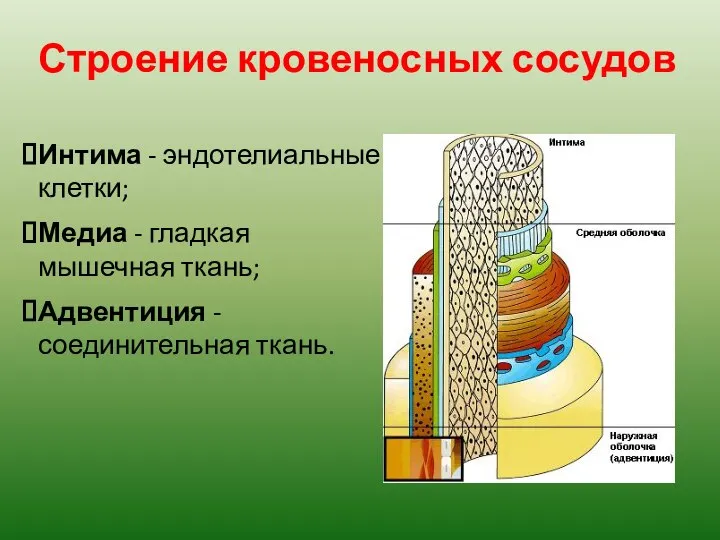 Строение кровеносных сосудов Интима - эндотелиальные клетки; Медиа - гладкая мышечная ткань; Адвентиция - соединительная ткань.