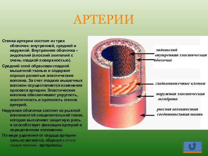 АРТЕРИИ Стенка артерии состоит из трех оболочек: внутренней, средней и наружной.