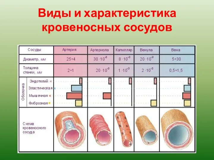 Виды и характеристика кровеносных сосудов