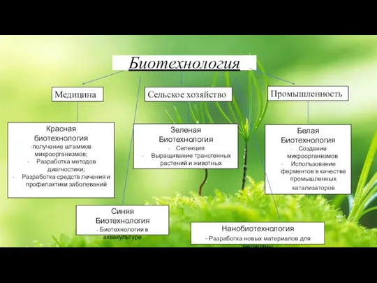 Биотехнология Медицина Сельское хозяйство Промышленность Синяя Биотехнология - Биотехнологии в аквакультуре