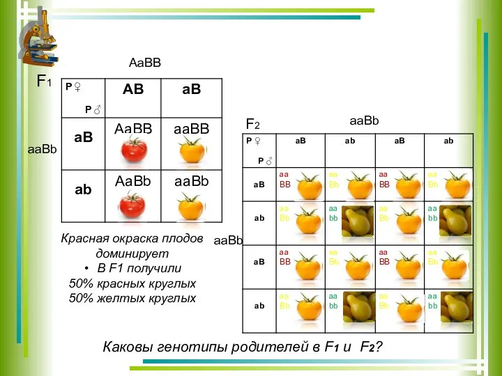 Красная окраска плодов доминирует В F1 получили 50% красных круглых 50%