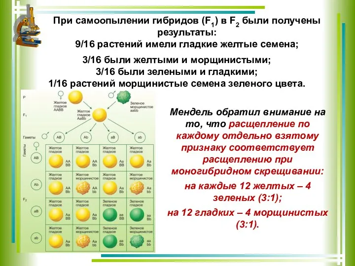 Мендель обратил внимание на то, что расщепление по каждому отдельно взятому