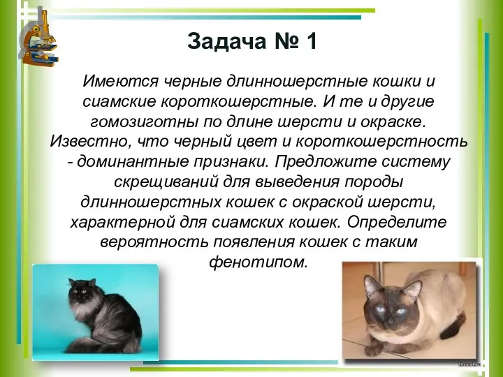 Задача № 1 Имеются черные длинношерстные кошки и сиамские короткошерстные. И