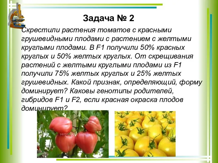 Задача № 2 Скрестили растения томатов с красными грушевидными плодами с