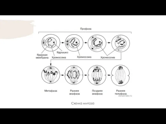 Схема митоза