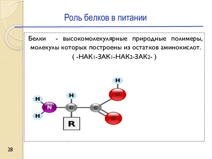 Роль белков в питании Белки - высокомолекулярные природные полимеры, молекулы которых