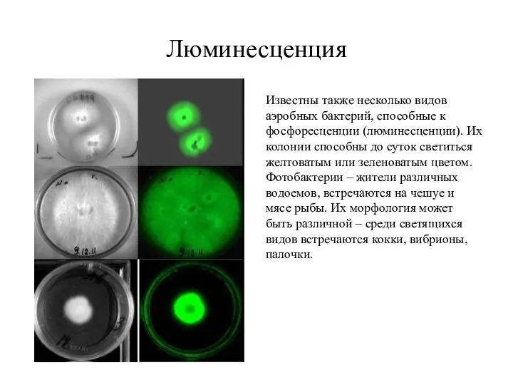 Люминесценция Известны также несколько видов аэробных бактерий, способные к фосфоресценции (люминесценции).