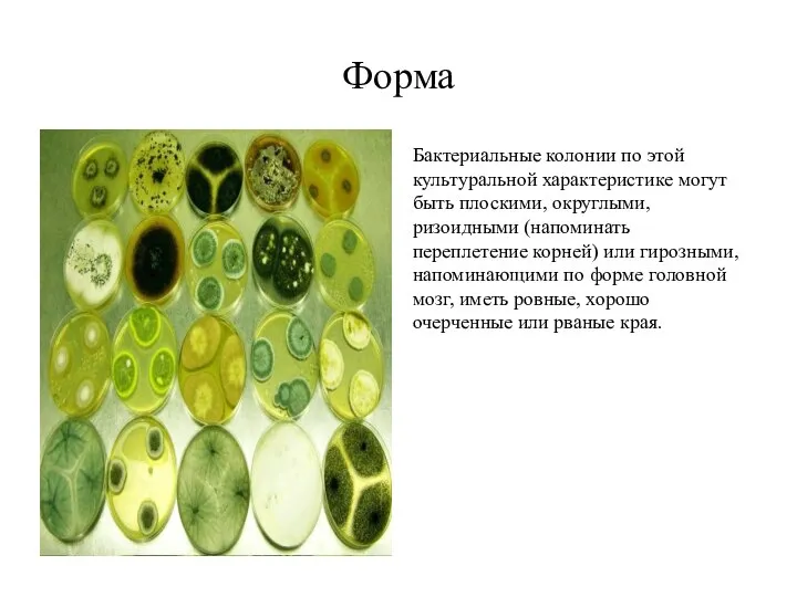 Форма Бактериальные колонии по этой культуральной характеристике могут быть плоскими, округлыми,