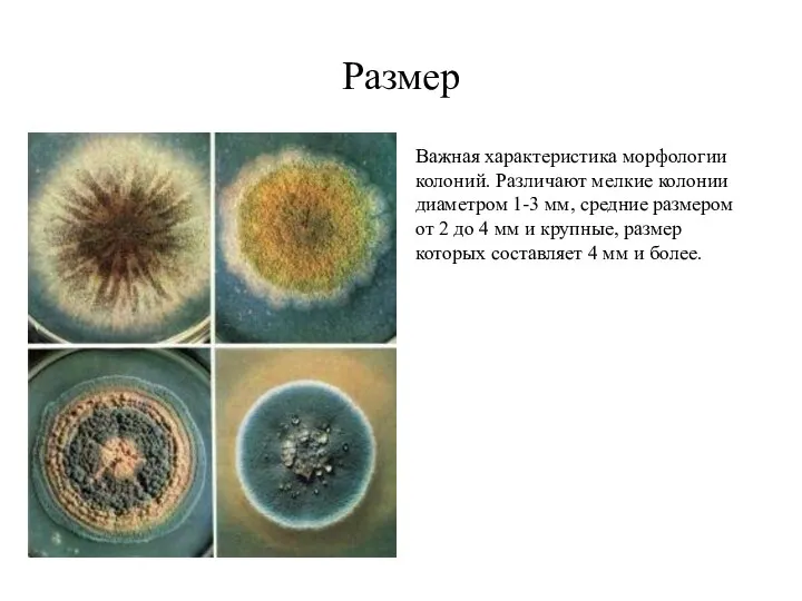 Размер Важная характеристика морфологии колоний. Различают мелкие колонии диаметром 1-3 мм,