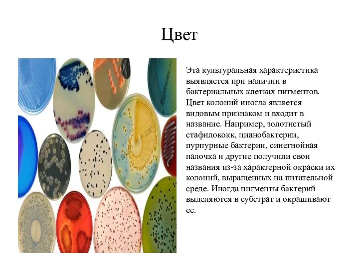 Цвет Эта культуральная характеристика выявляется при наличии в бактериальных клетках пигментов.