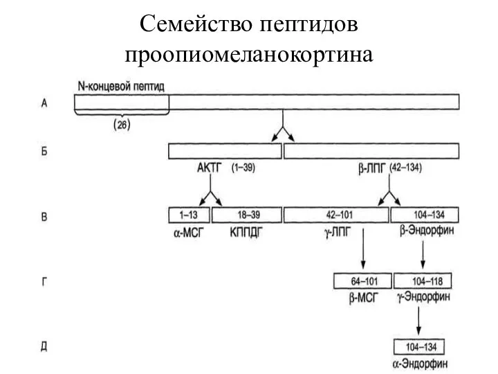 Семейство пептидов проопиомеланокортина