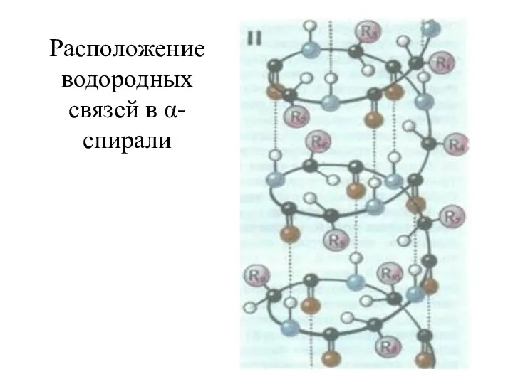 Расположение водородных связей в α-спирали