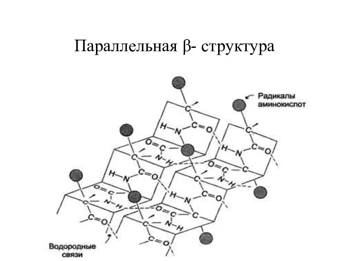 Параллельная β- структура