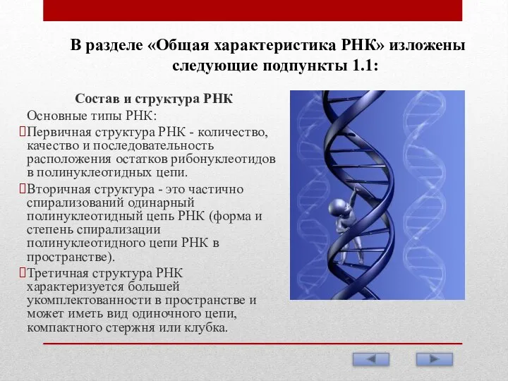 В разделе «Общая характеристика РНК» изложены следующие подпункты 1.1: Состав и