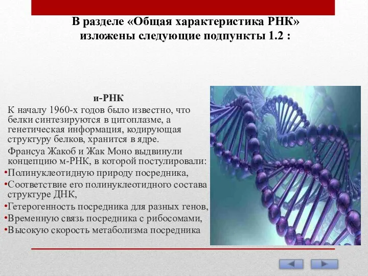 В разделе «Общая характеристика РНК» изложены следующие подпункты 1.2 : и-РНК