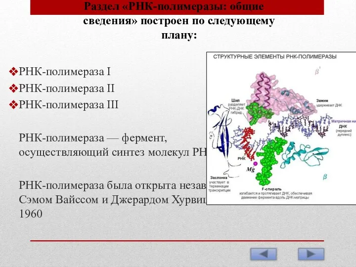 Раздел «РНК-полимеразы: общие сведения» построен по следующему плану: РНК-полимераза I РНК-полимераза