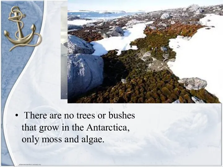 There are no trees or bushes that grow in the Antarctica, only moss and algae.