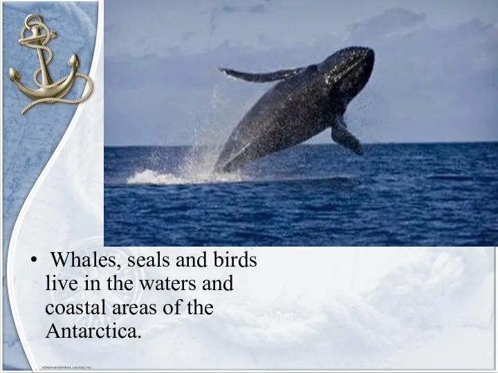 Whales, seals and birds live in the waters and coastal areas of the Antarcticа.